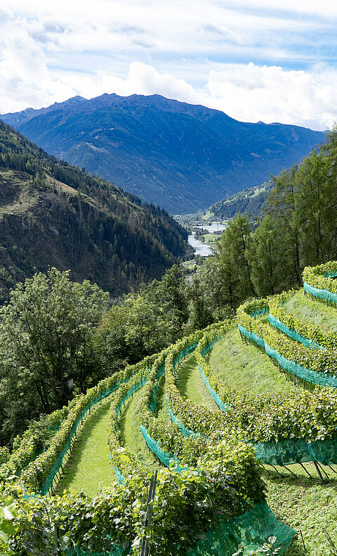 Slow Food Village Obervellach Weingarten 