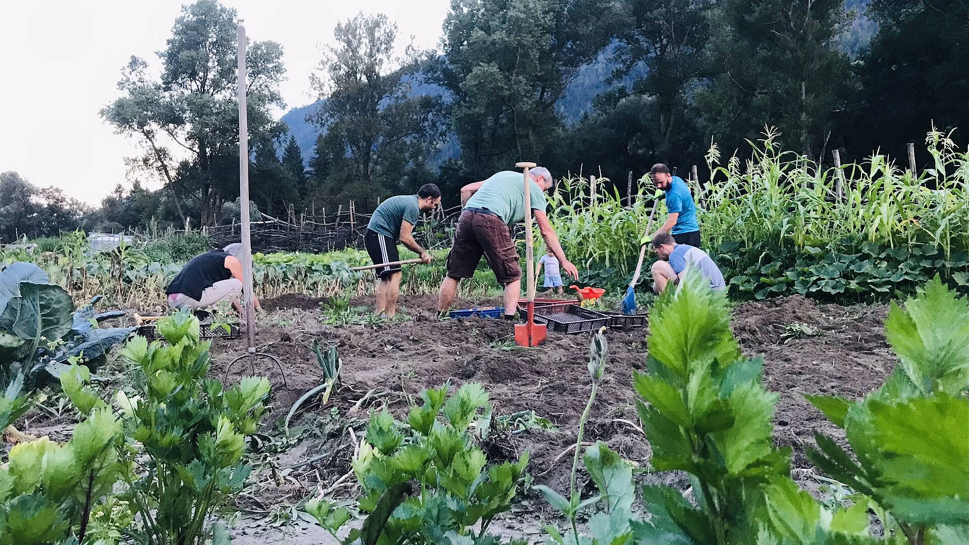 Garten im Gemeinschaftsgarten Slow Food Village Obervellach 