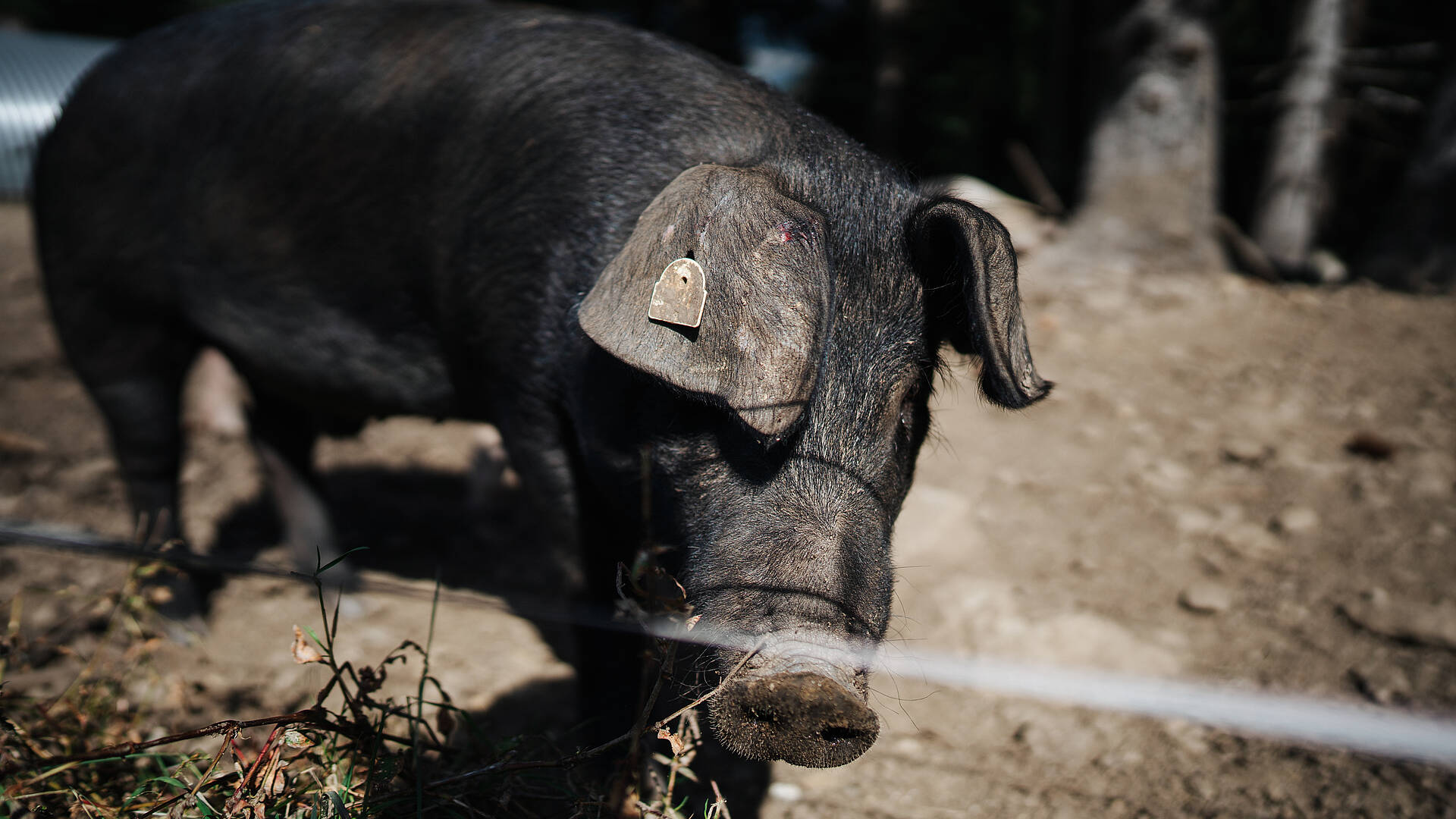 Slow Food Village Obervellach