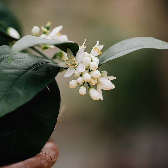 Zitrusgarten in Faak am See