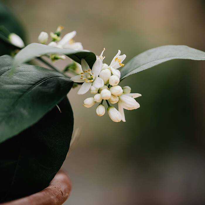 Zitrusgarten in Faak am See