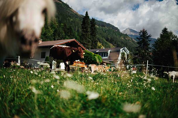 Slow Food Village Obervellach